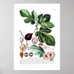 Affiches Fig