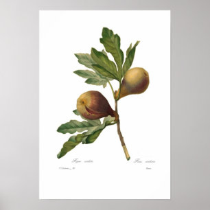 Affiches Fig