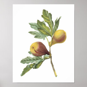 Affiches fig(Ficus violacea) par Redouté