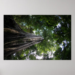 Affiches Figuier dans la forêt tropicale de Tangkoko de