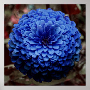 Affiches Fin bleue de fleur vers le haut de photo