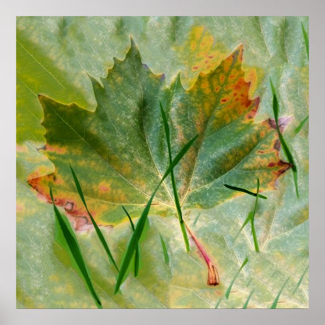 Affiches Fin de l'automne (Devant)