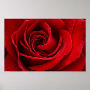 Affiches Fin lumineuse de rose rouge