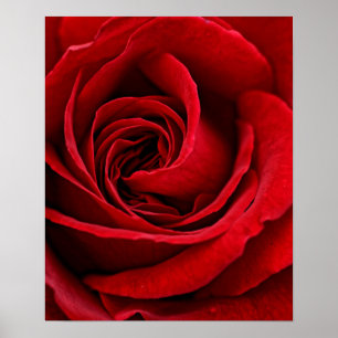 Affiches Fin lumineuse de rose rouge