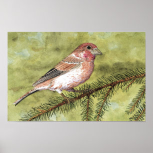 Affiches Finch pourpre