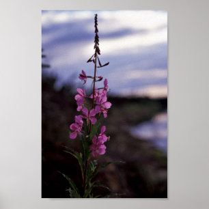 Affiches Fireweed