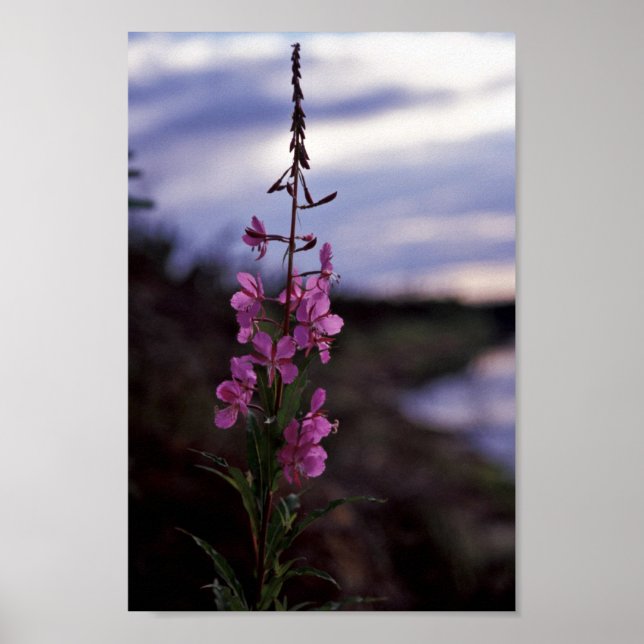 Affiches Fireweed (Devant)