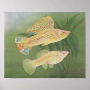 Affiches Fish - Albino Mollies - Poecilia latipinna P/folio