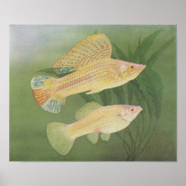 Affiches Fish - Albino Mollies - Poecilia latipinna P/folio (Devant)