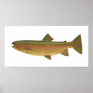 Affiches Fish - Rainbow Trout - Salmo gairdnerii