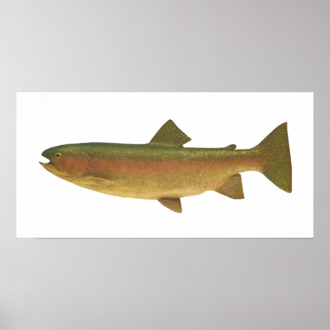 Affiches Fish - Rainbow Trout - Salmo gairdnerii (Devant)