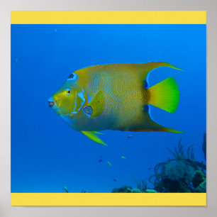 Affiches Fish Swim Accueil Fins Personnaliser Destiny Desti