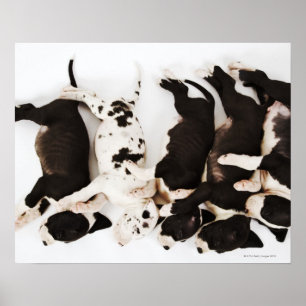 Affiches Five Harlequin Great Dane puppies sleeping