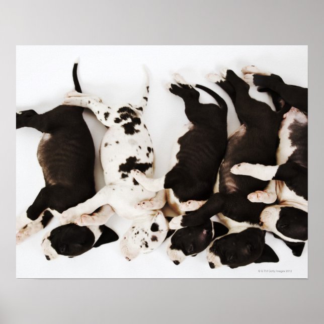 Affiches Five Harlequin Great Dane puppies sleeping (Devant)