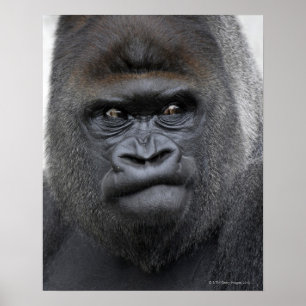 Affiches Flachlandgorilla, gorille de gorille,