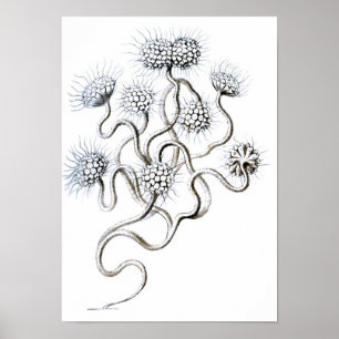 Affiches Flagellata, Ernst Haeckel Fine Art