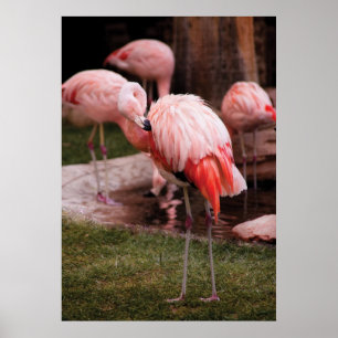 Affiches Flamant - Le Flamant