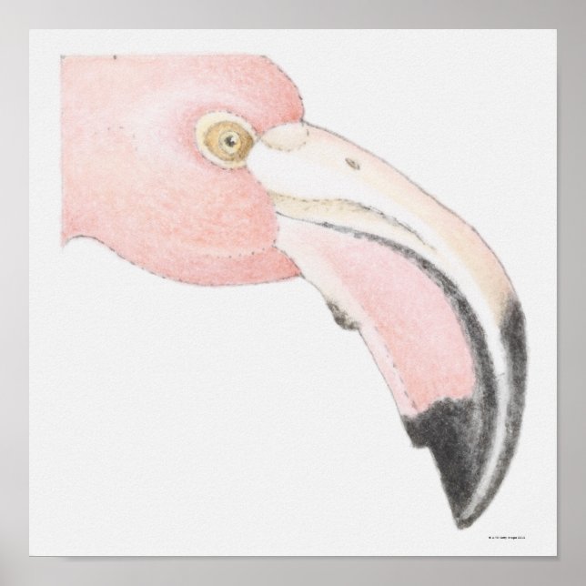 Affiches Flamant rose (Devant)
