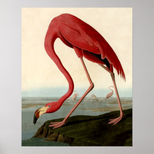 Affiches Flamant rose américain d'Audubon
