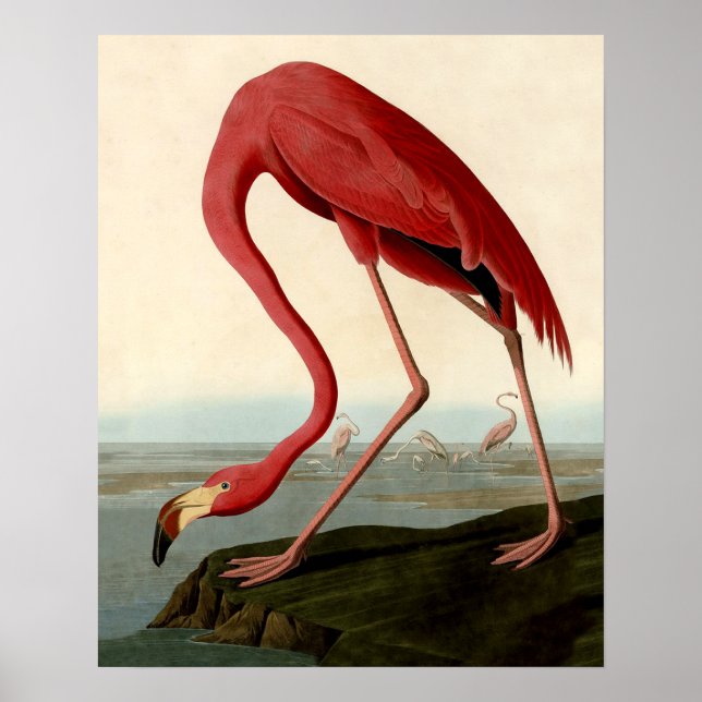 Affiches Flamant rose américain d'Audubon (Devant)