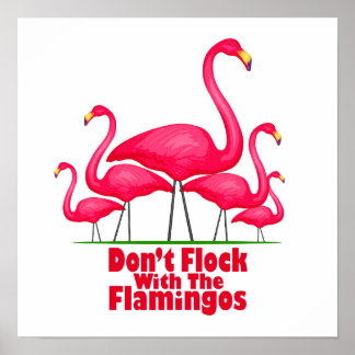 Affiches Flamant rose Flamant rose