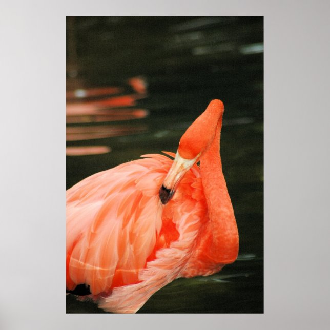 Affiches Flamant rose rose (Devant)
