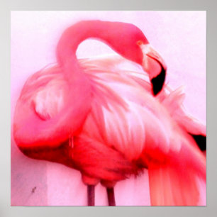 Affiches Flamant rose rose