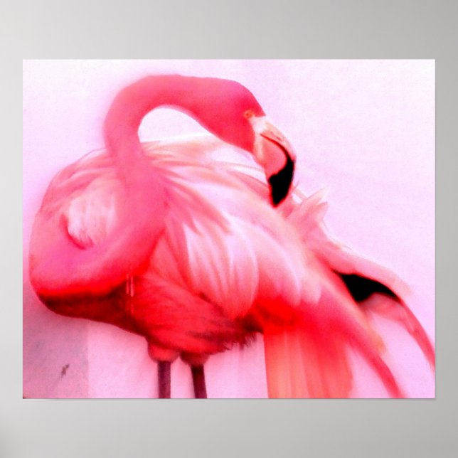 Affiches Flamant rose rose (Devant)