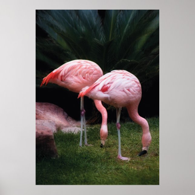 Affiches Flamant - Un ensemble de flamants roses (Devant)