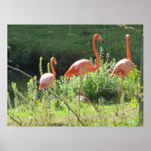 Affiches Flamants roses
