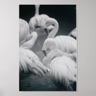 Affiches Flamants roses