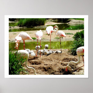 Affiches Flamants roses et poussins
