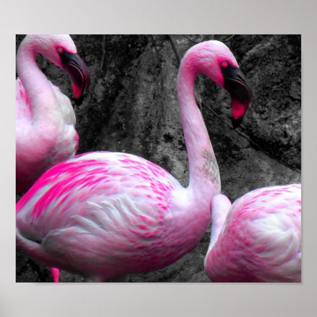 Affiches ~Flamants roses roses~ FLAMANTS ROSES ROSES, CUSTO (Devant)