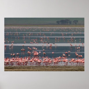 Affiches Flamingo Gathering - Print