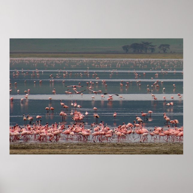 Affiches Flamingo Gathering - Print (Devant)