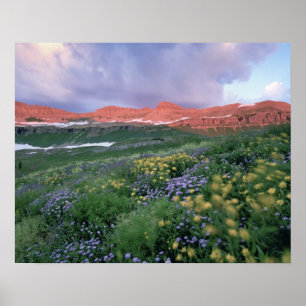 Affiches Fleabane mauve (erigeron peregrinus) et Jaune