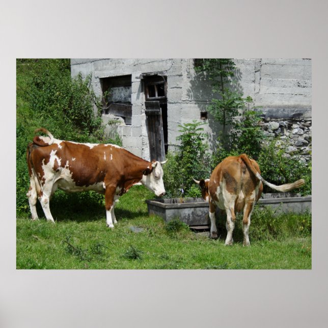 Affiches Fleckvieh soif (Devant)