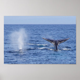 Affiches Flet de queue de baleines grises et coup - copie