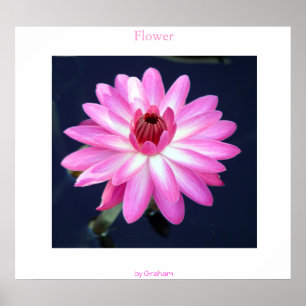 Affiches Fleur
