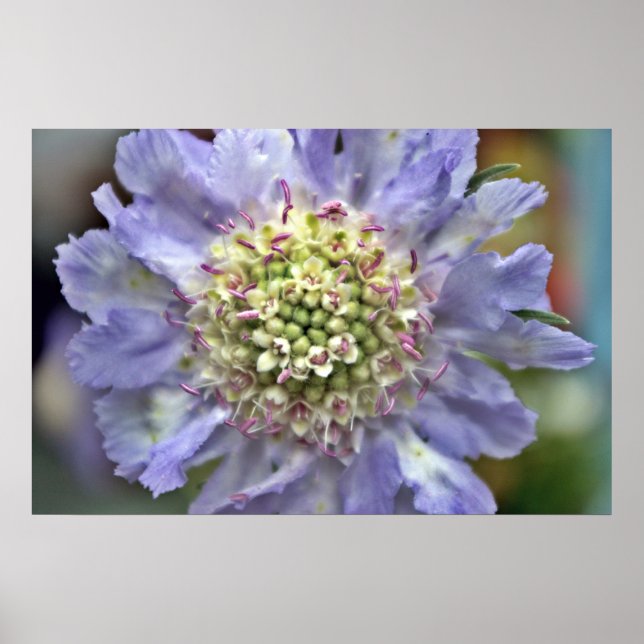 Affiches Fleur #3 (Devant)