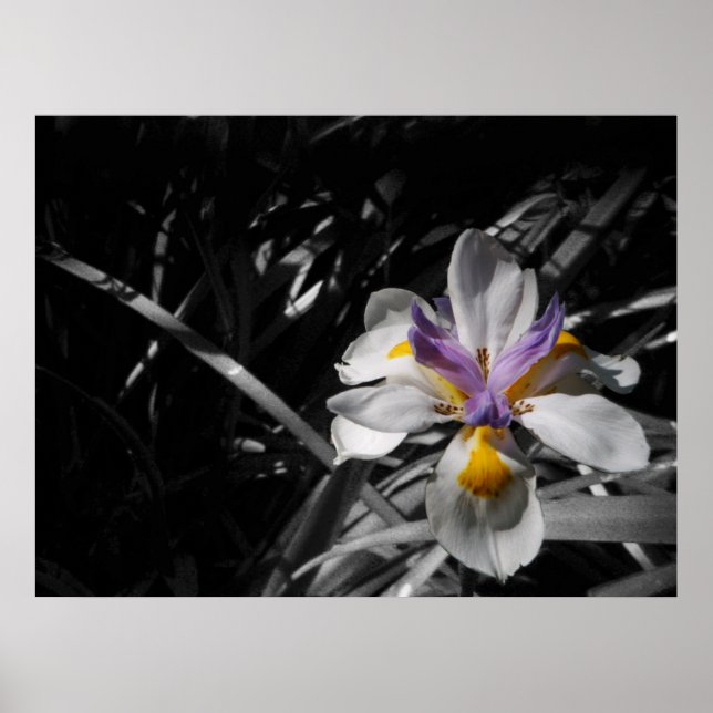 Affiches Fleur - Blanc Jaune Violet (Devant)
