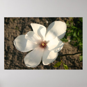 Affiches Fleur blanche