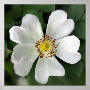 Affiches fleur blanche