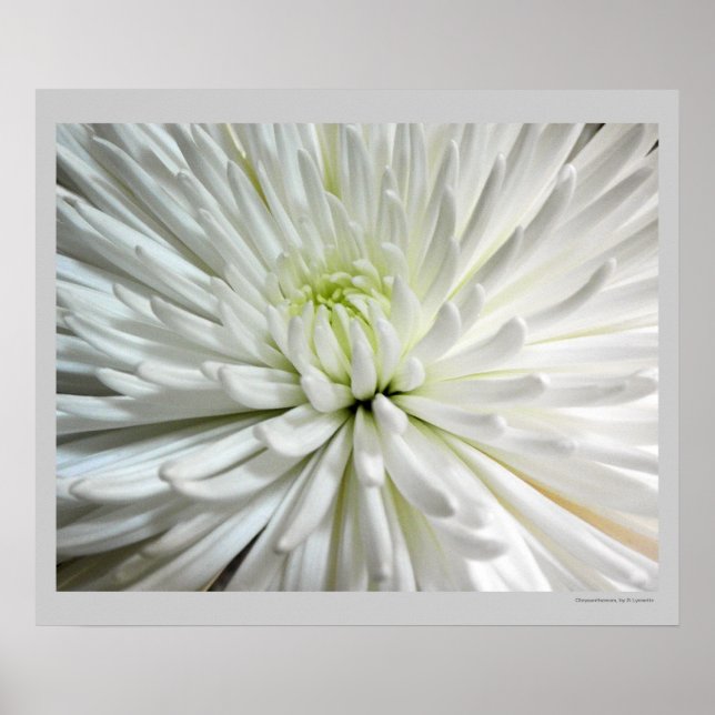Affiches Fleur blanche Chrysanthemum Fleur Fleurs Photo (Devant)