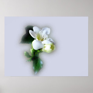 Affiches fleur blanche de freesia