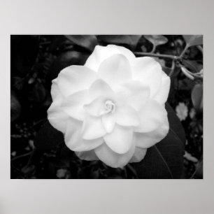 Affiches Fleur blanche. (noir et blanc)