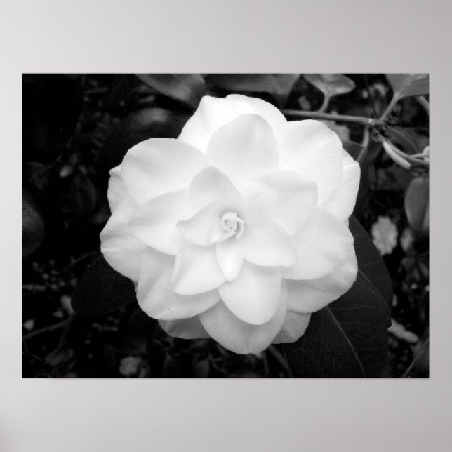 Affiches Fleur blanche. (noir et blanc) (Devant)