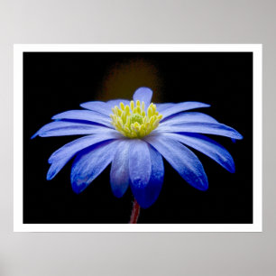 Affiches Fleur bleu unique contre le noir