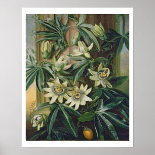 Affiches Fleur bleue de passion pour le "temple de Flora"
