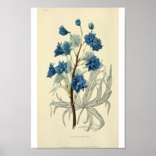 Affiches Fleur bleue vintage de pied-d'alouette